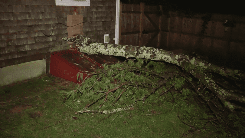 plymouth-tree-limb-on-bedroom-68679f5e986e4.png