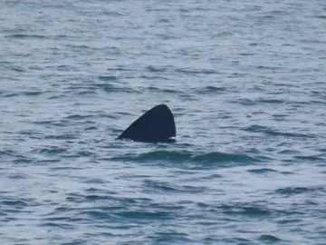 sharks