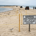 Sign at Plymouth Long Beach displaying 2026 dog restrictions and nesting bird protection area
