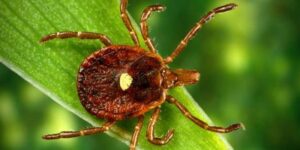 Alpha gal tick cdc photo 660x330 1