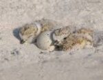 shorebirds