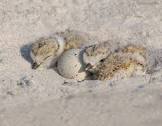 shorebirds
