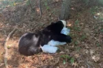 Attachment Bourne Bear