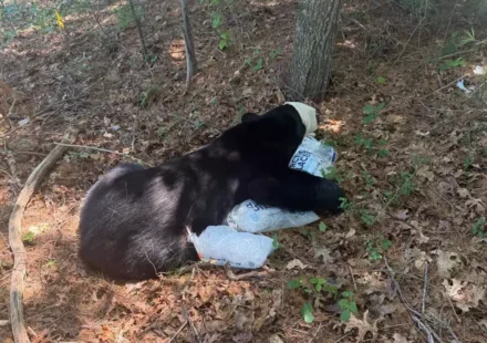 Attachment Bourne Bear