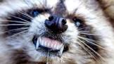 Images 5 1